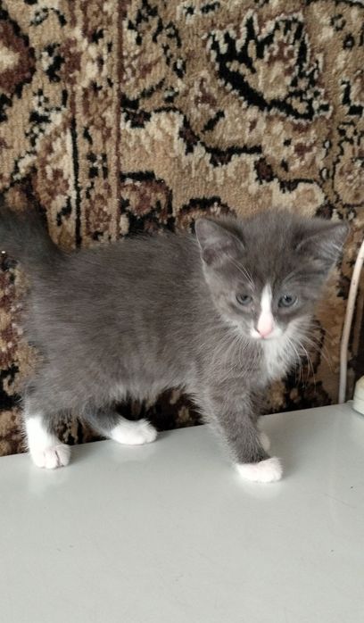 Кошка с котятами