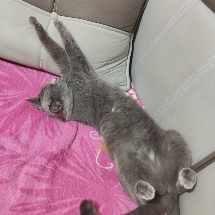 Породистая кошка британка девочка 150долларов .цена договорная.