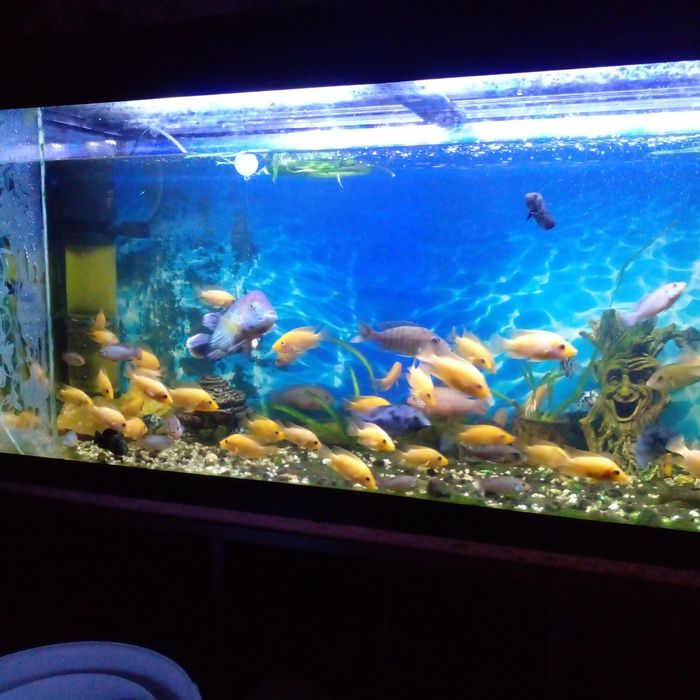 Аквариумная рыбка Цетрон