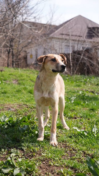 Сгущёнка. Ищет семью звоночек. Девочка