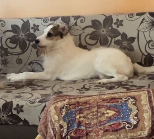 Пристраиваю доброго песика