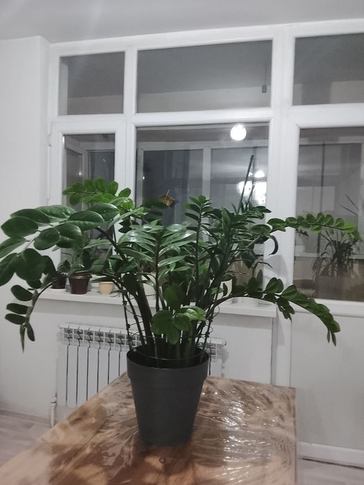 Замиокулькас ( Долларовое дерево)