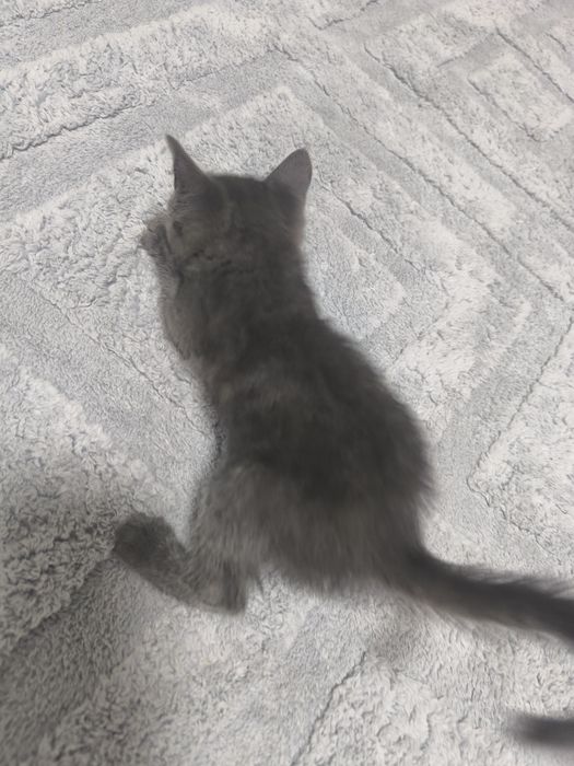 Отдам котят девочки