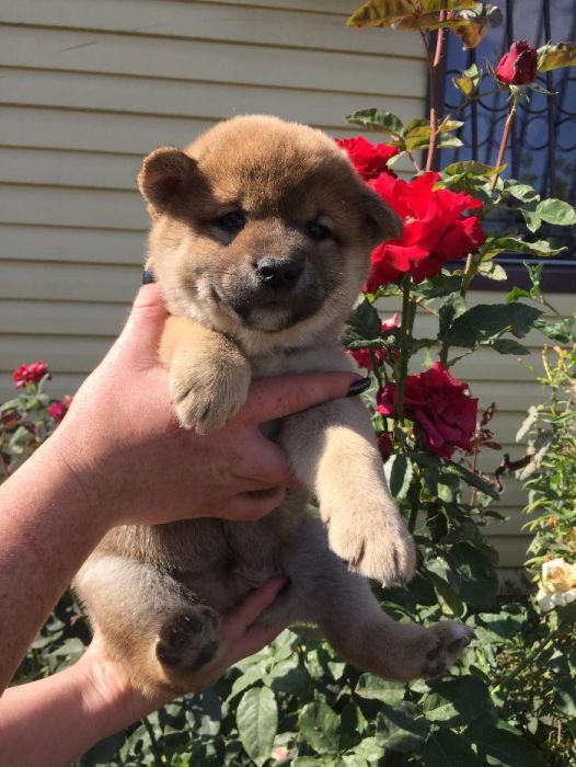 сибаиньчики на продажу