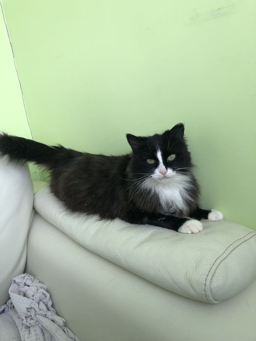 Любимые животные