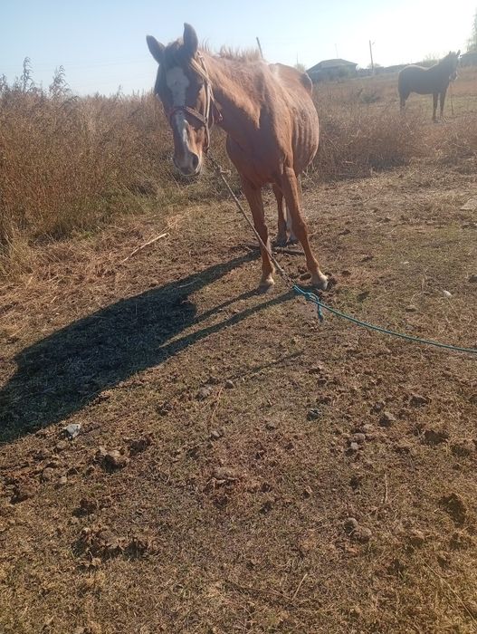 Продам 2 кобылы 1 жеребёнок и 1 стриган