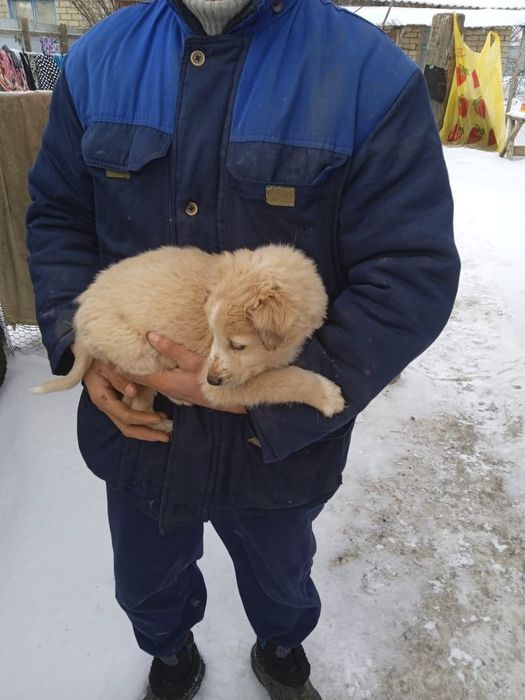 Отдам щенка полигарской борзой
