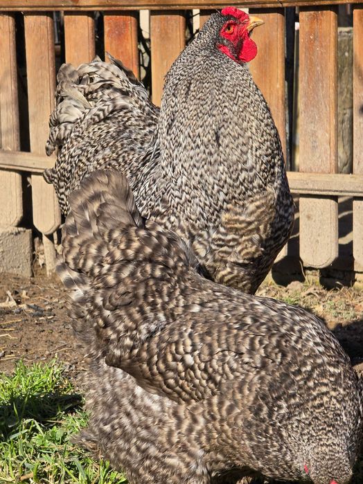 Продавам разплодни яйца от Кукувича Брама [Cuckoo Brahma]