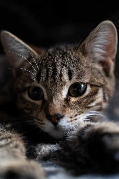 Котёнок девочка 7 месяцев