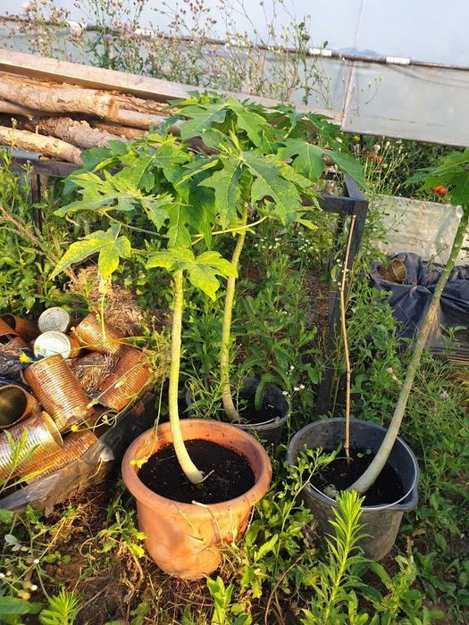 RARITATE! Arborele de papaya la ghiveci