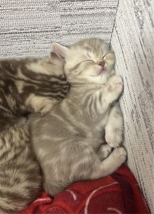 Шотландцы котята