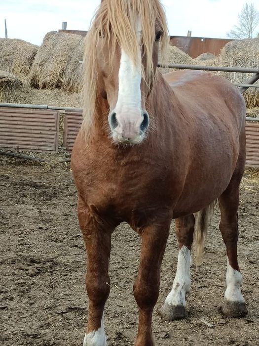 Продам жеребца 7 лет