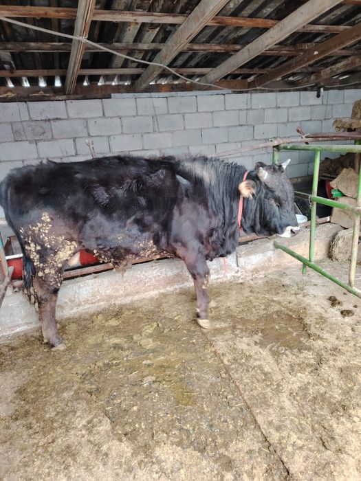 Бұқа сатылады откормда тұрған