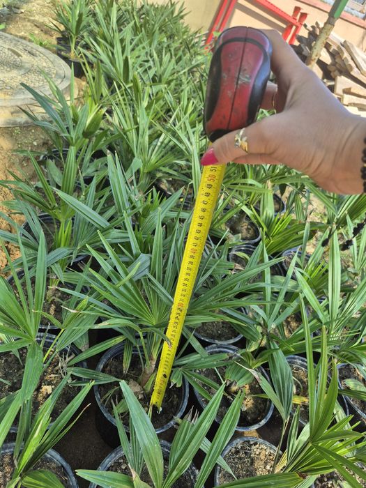 Продавам Студоустойчиви палми Трахикарпус.