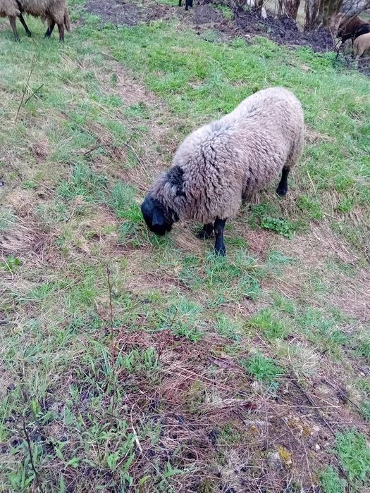 Vand oi Sulfok 8bucati