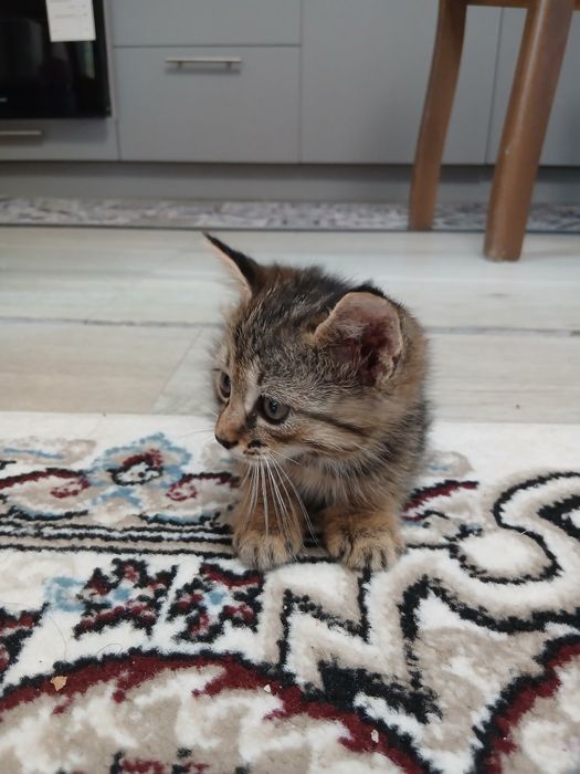Отдам котят в хорошие руки