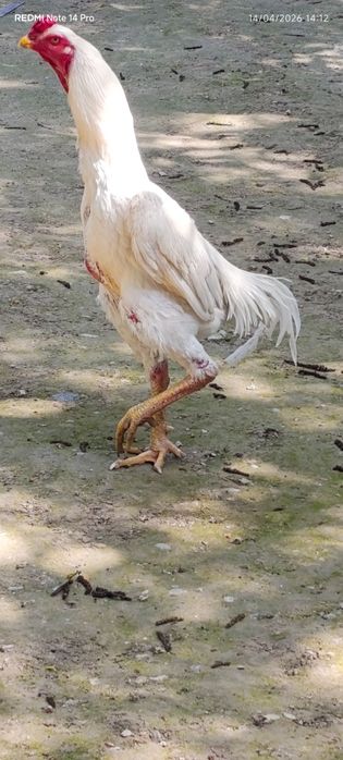 Nems O SHAMO privaznoy