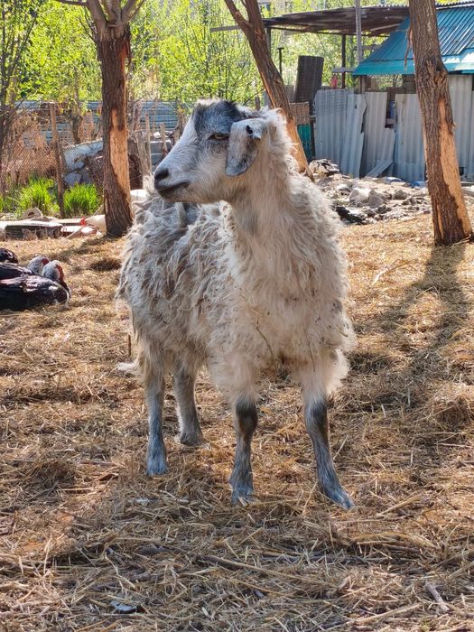 продам трёх казлов