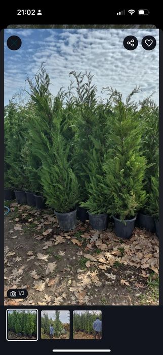 Chiparos leylandii tuia