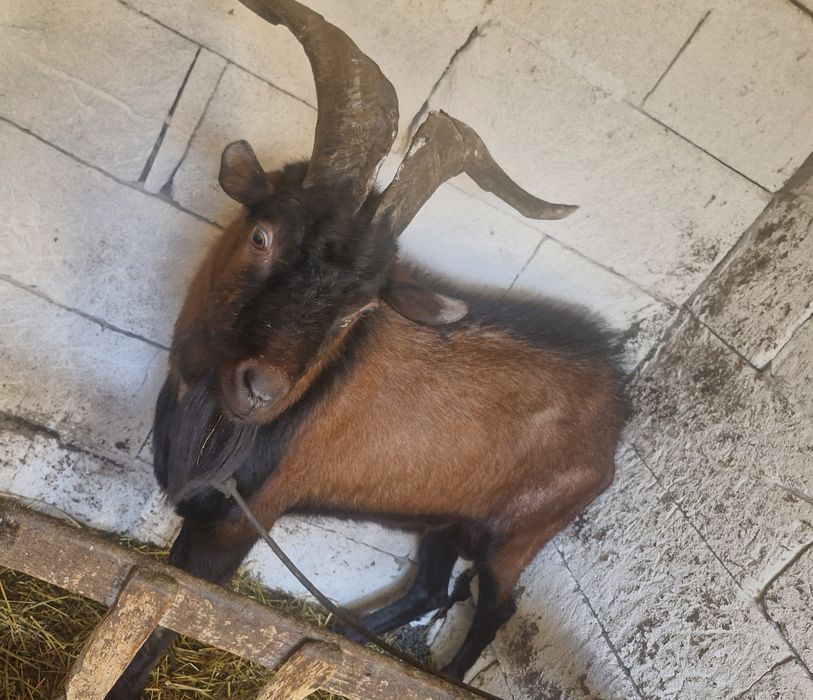 Vând țap alpin francez