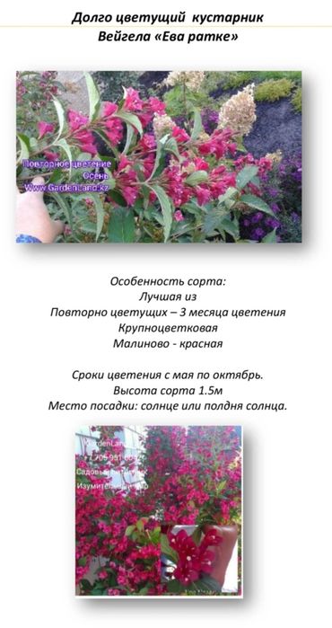 из питомника  цветущие и кустарники  с декоративной листвой