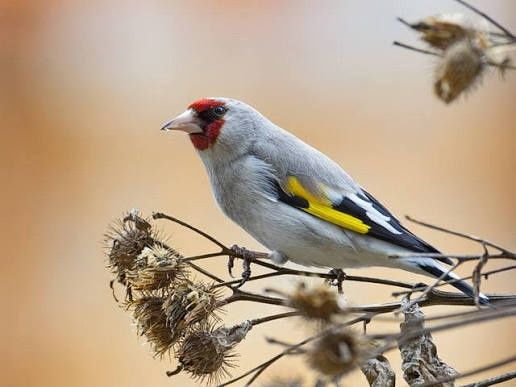 Щегол Алтай самец