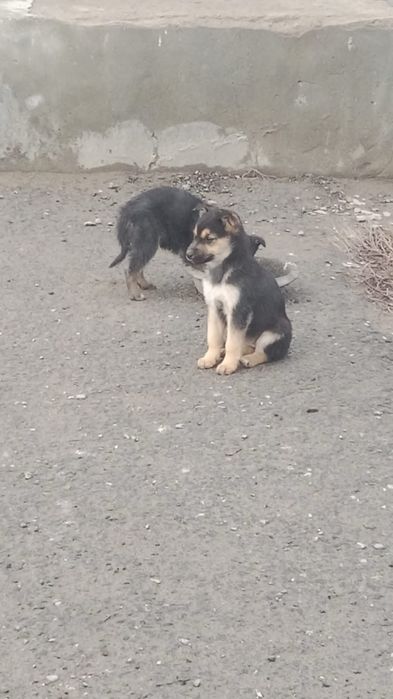 Отдам щенят в добрые руки