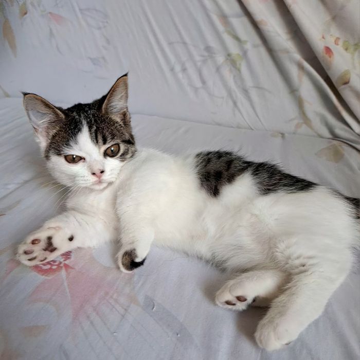 Манчкин-крошка котенок