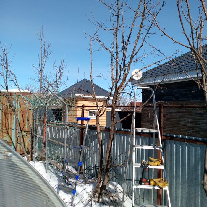 Обрезка плодовых деревьев