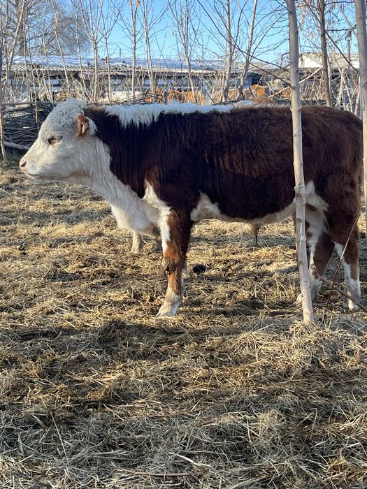 Еркек подсостар сатылады