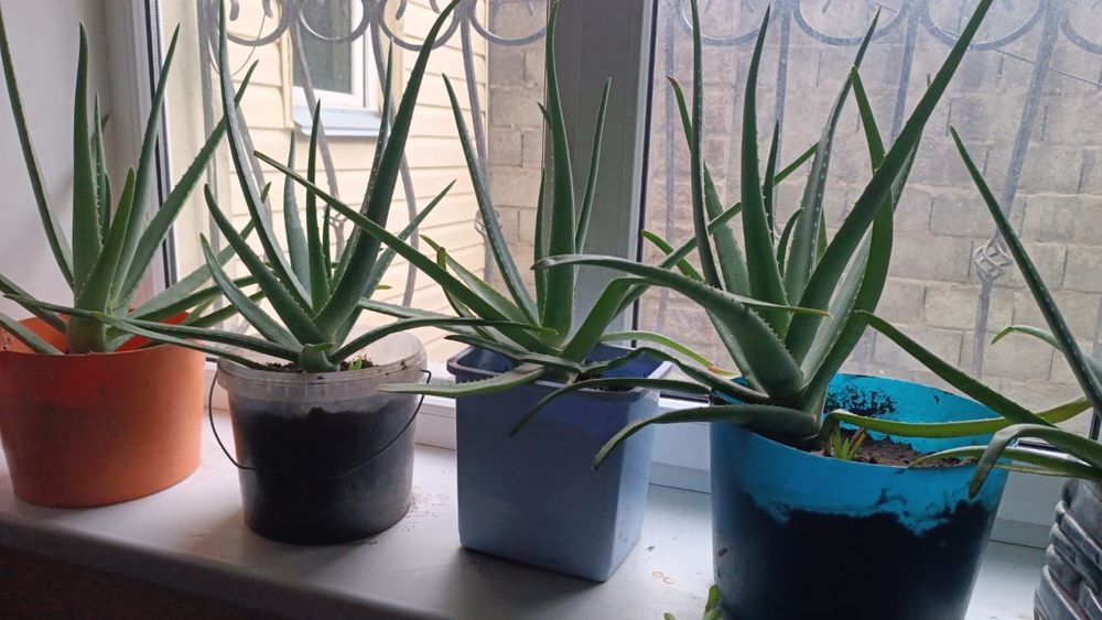 Алоэ вера Лечебное многолетнее