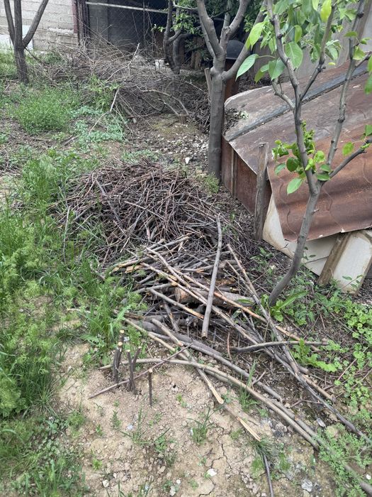 Уголь и дрова отдам бесплатно