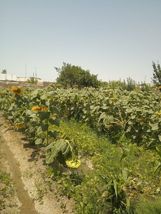 Krasnodar kungaboqar urug'liklari sotiladi