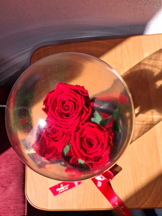 Trandafiri criogenati în cupola de sticla