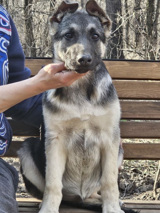 Щенок ВЕО,девочка