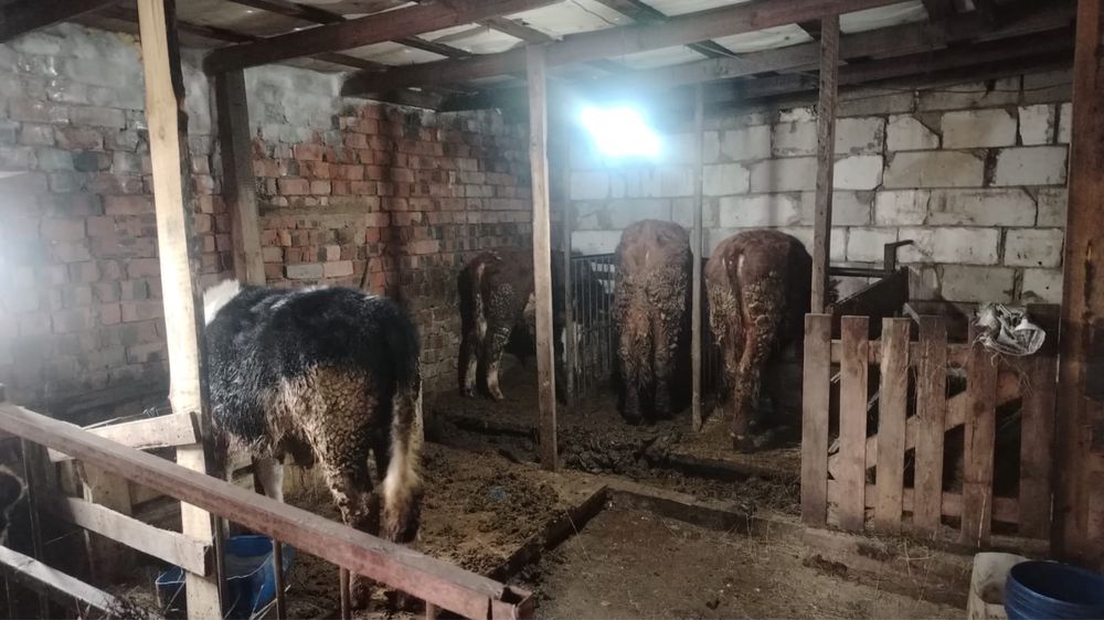 Бұзау бұқалар сатылады