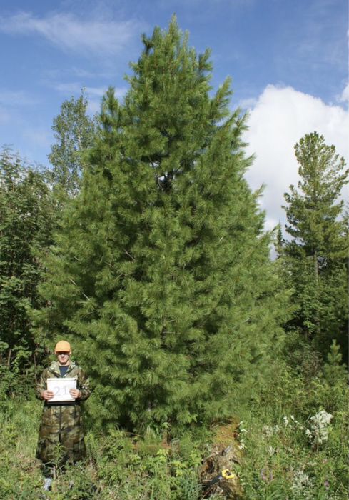КРУПНОМЕРЫ сосны, ели зеленые, ели голубые
