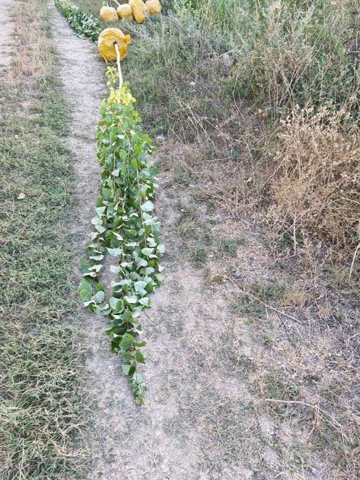 Тополь клен вязь рябина липа ель