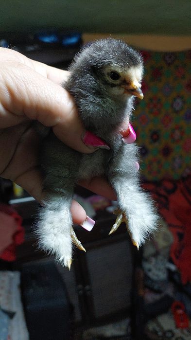 Vând pui brahma  an Moi