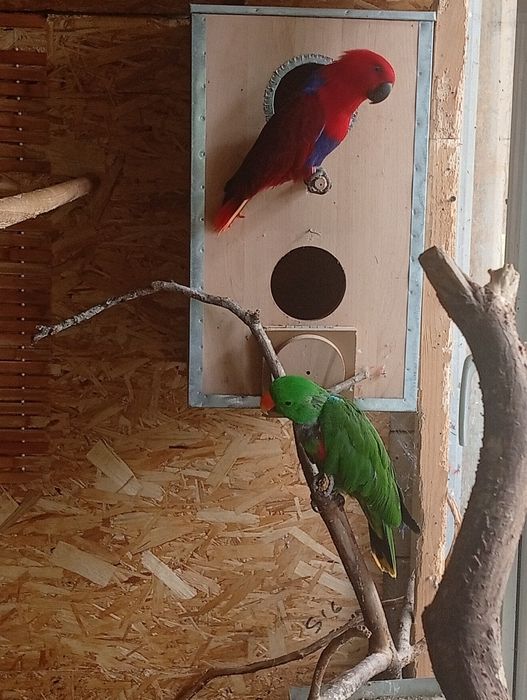 Papagali eclectus