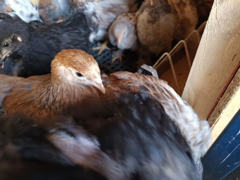 Pui Brahma, motați si din oua verzi și cocoși de anul trecut