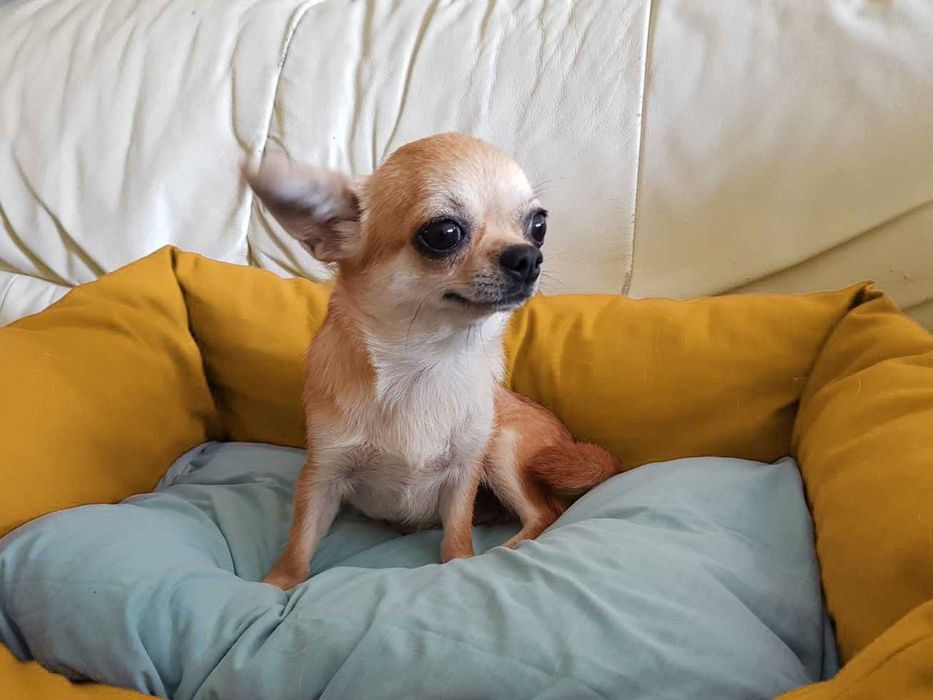 ПОДАРЯВАМ кученце чихуахуа, женско - СОФИЯ