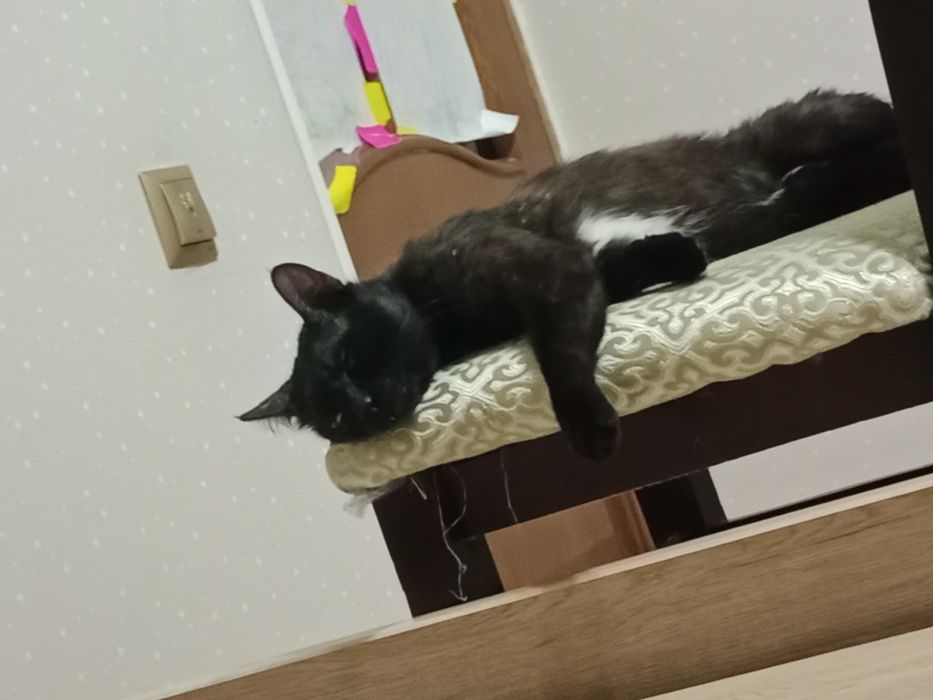 ПРОПАЛ КОТ!!! мальчик