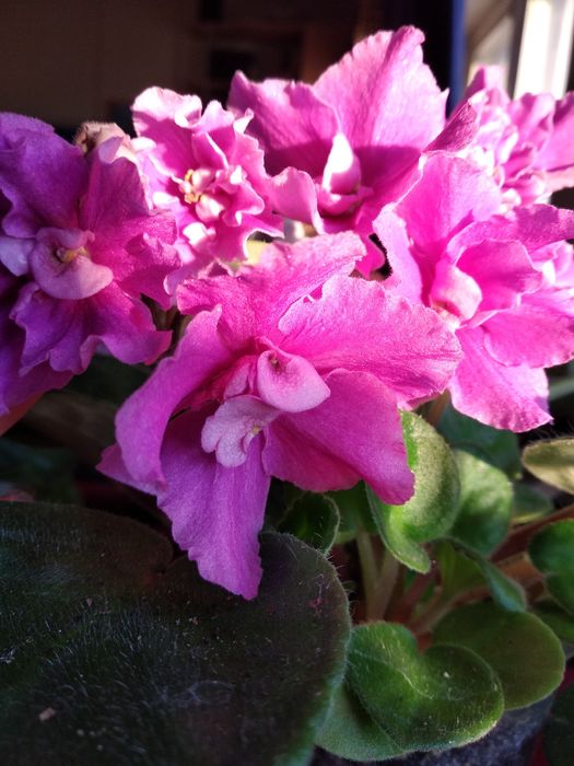 Живые цветы фиалки