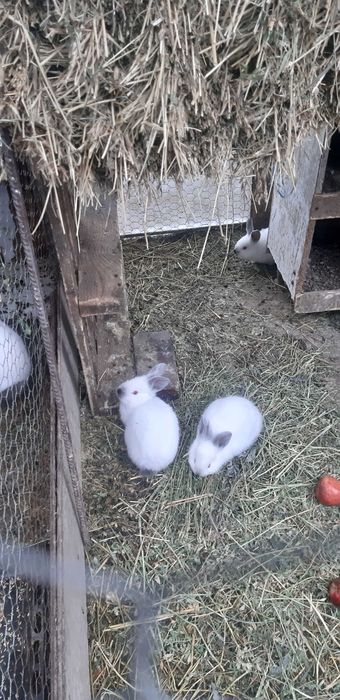 Iepuri californian 3 luni