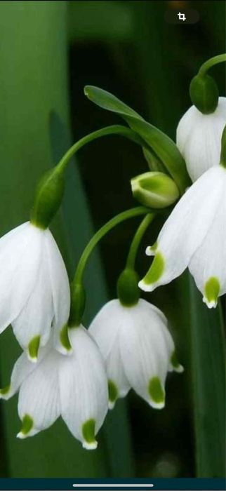 Bulbi de ghiocei , lalele narcise crini bujori irisi