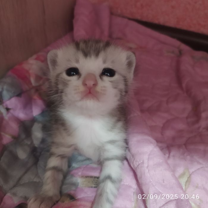 Mishukchalar sotiladi