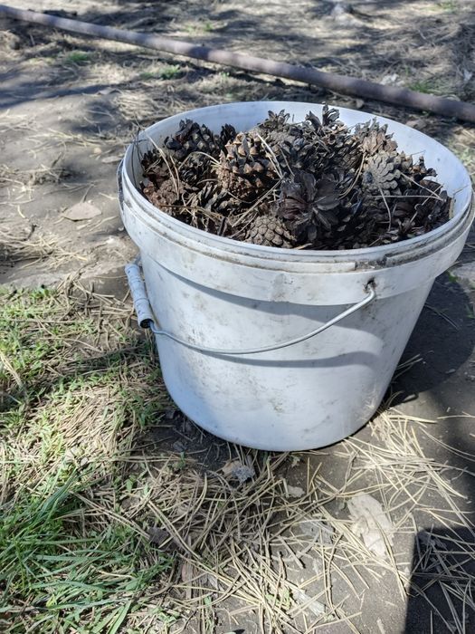 Продам шишки для самовара или дизайна.