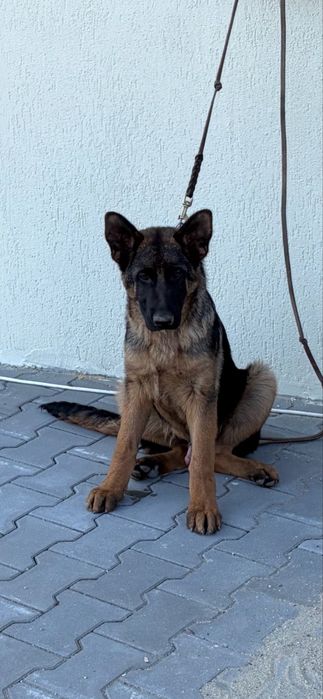 Pui ciobanesc german de vanzare