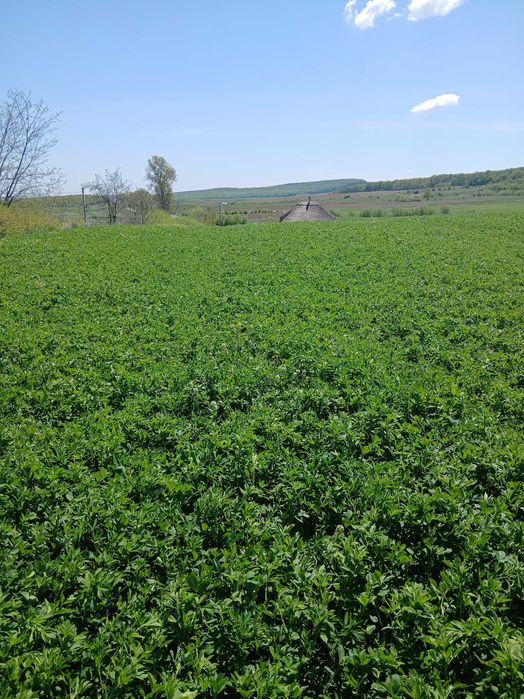 Vând lucernă verde,primul an,prima coasa,40 ari.